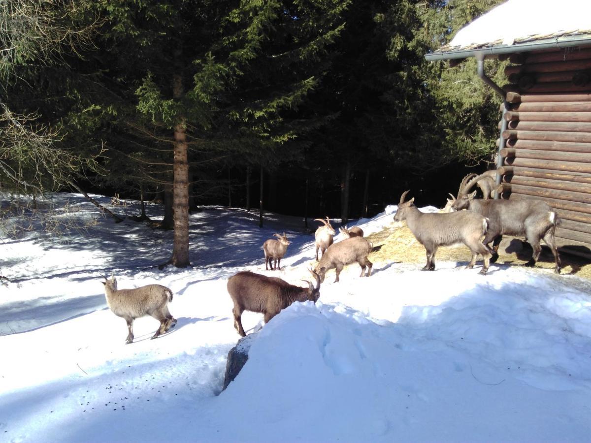 Hotel Bed & Rooms , Corte Rossa -1 Min Walk To Bernina Express Tirano Bagian luar foto